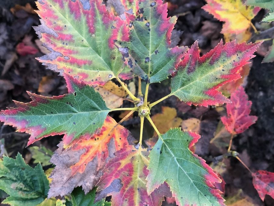 Herbstlich verfärbtes Laub eines jungen Ahorns