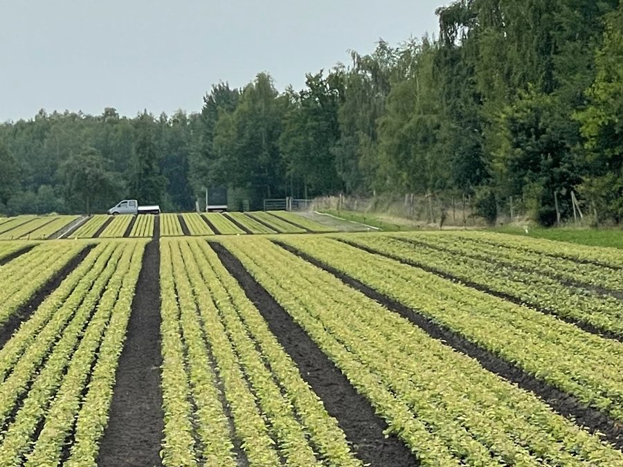 Baumschulfläche vor dem Waldrand
